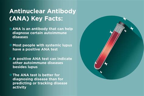 ANA (Antinuclear Antibody) Test 